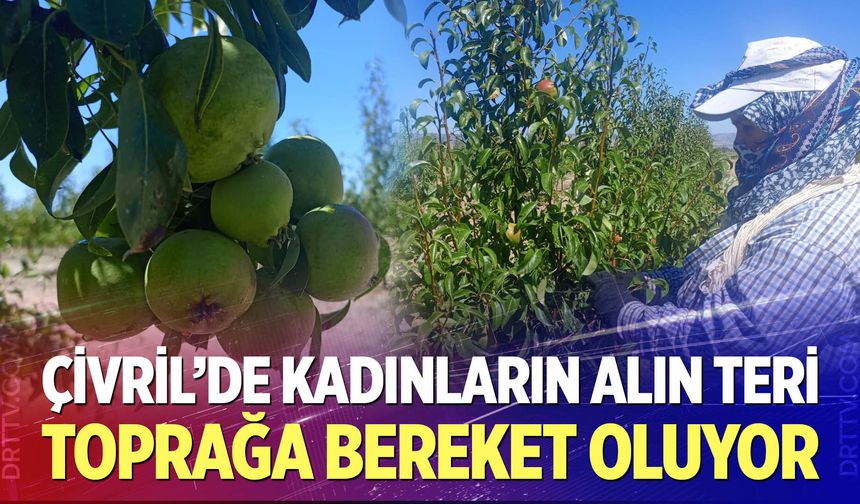 Çivril’de kadınların alın teri toprağa bereket oluyor