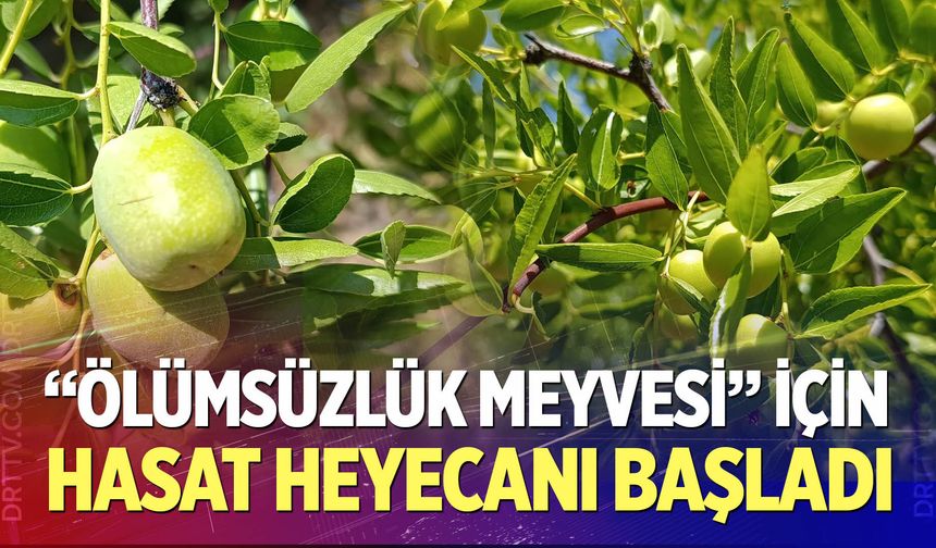 "Ölümsüzlük Meyvesi" İçin Hasat Heyecanı Başladı