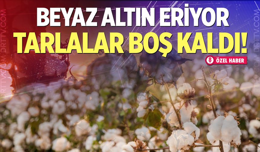 Denizli'de pamuktan kaçış başladı! Üretim rakamları yarı yarıya eridi