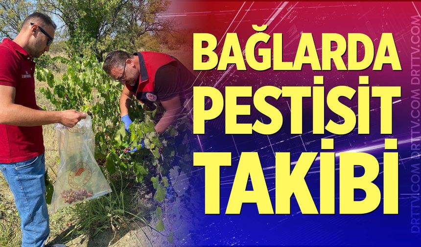 Üzüm bağlarında pestisit takibi sürüyor