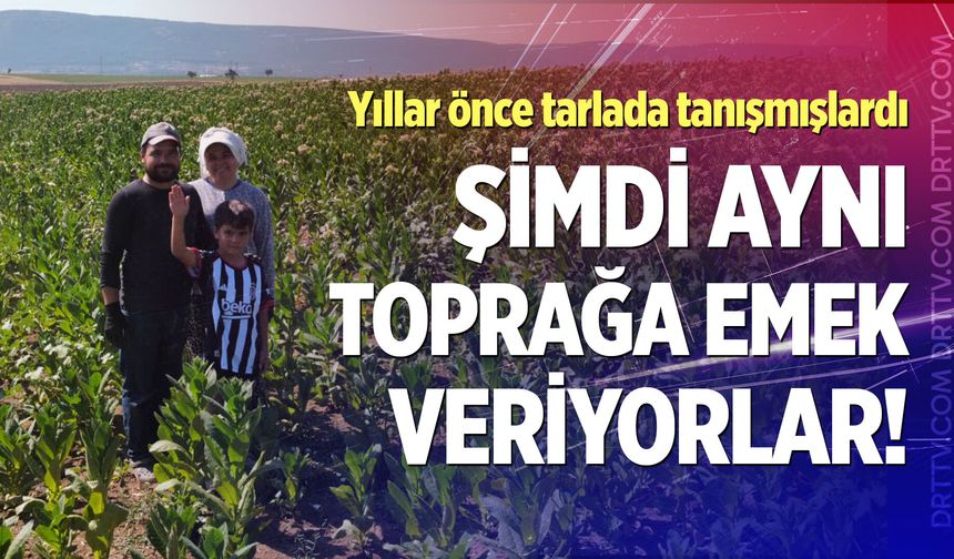 Tütün tarlası onları hayat arkadaşı yaptı