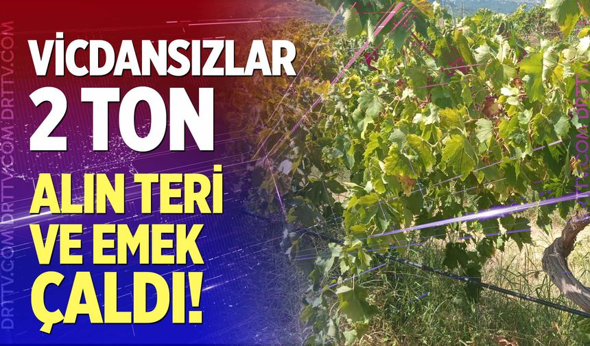 Vicdansızlar bir gecede yok etti!