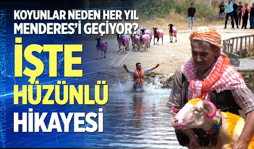 Koyunlar neden her yıl Menderes’i geçiyor? İşte hüzünlü hikayesi