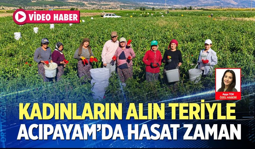 Kadınların alın teriyle biber hasadı: Acıpayam’da yoğun mesai