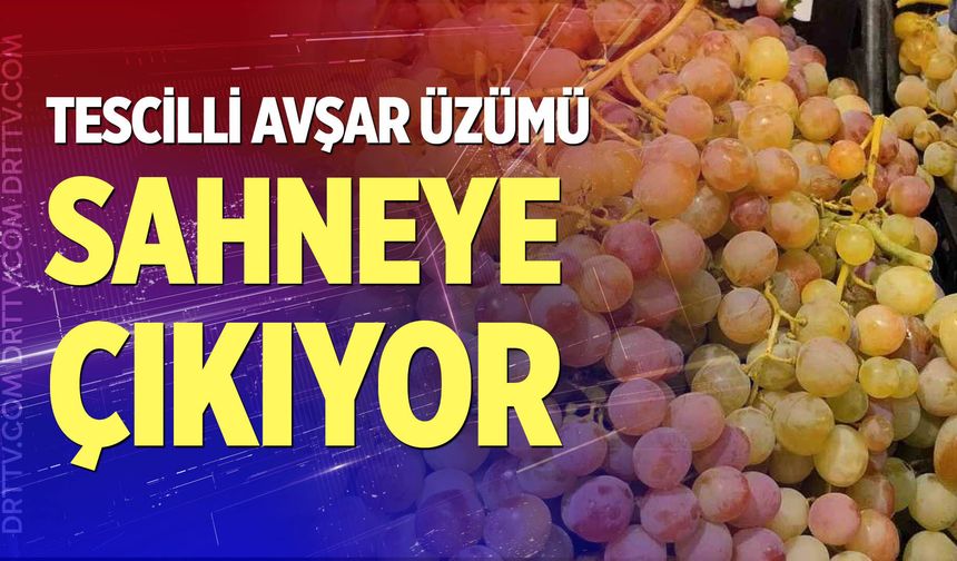Avşar üzümü sahneye çıkıyor