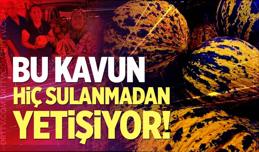 Bu kavun tek damla su verilmeden yetişiyor