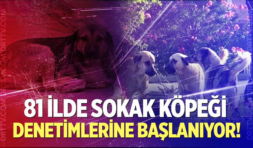 Müfettişler 81 ilde sokak köpeği denetimlerine başlıyor!