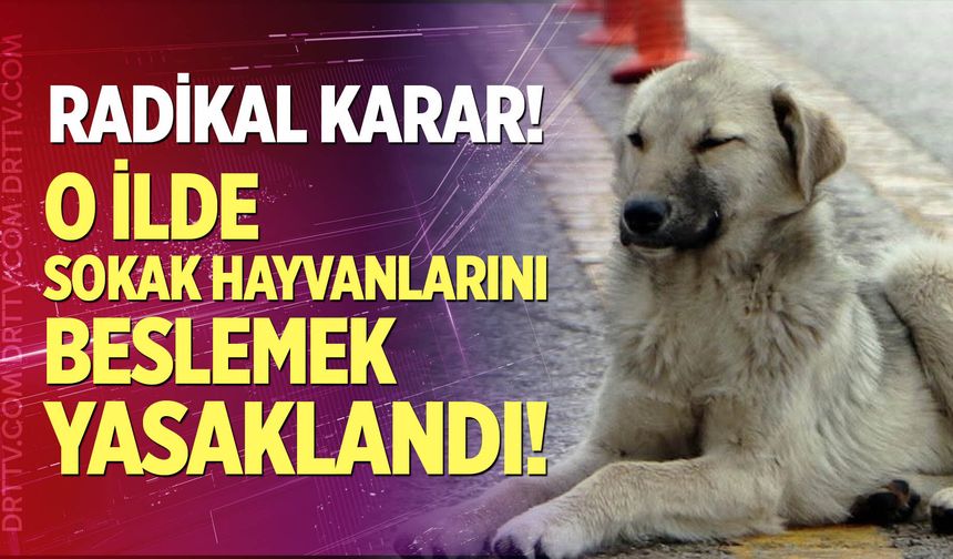 Radikal karar: Sokakta sahipsiz hayvanları beslemek yasaklandı