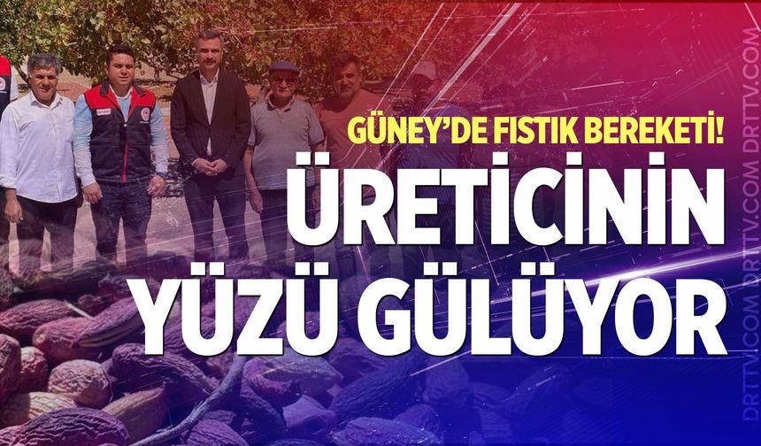 Güney’de Antep fıstığı hasadı başladı