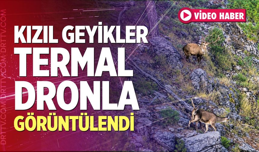 Denizli’de Kızıl Geyikler Termal Dronla Görüntülendi