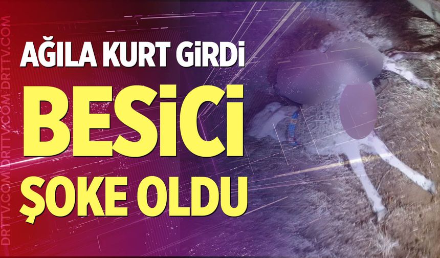Çivril'de besicinin ağılına kurt girdi