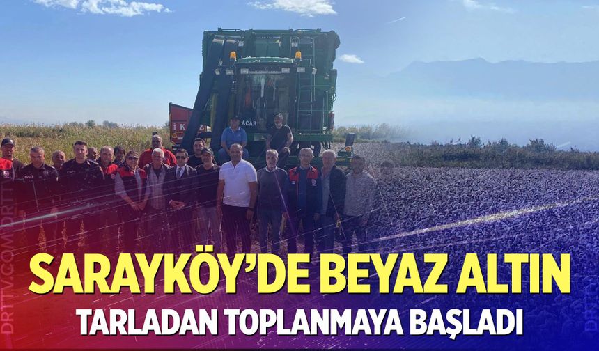 Kaymakam Pendik pamuk tarlasına indi! Sarayköy’de hasat başladı