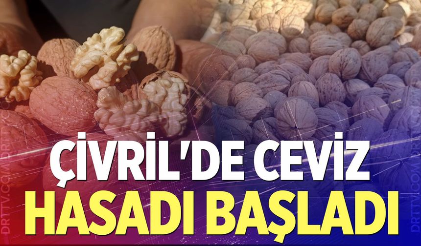 Çivril'de ceviz hasadı başladı