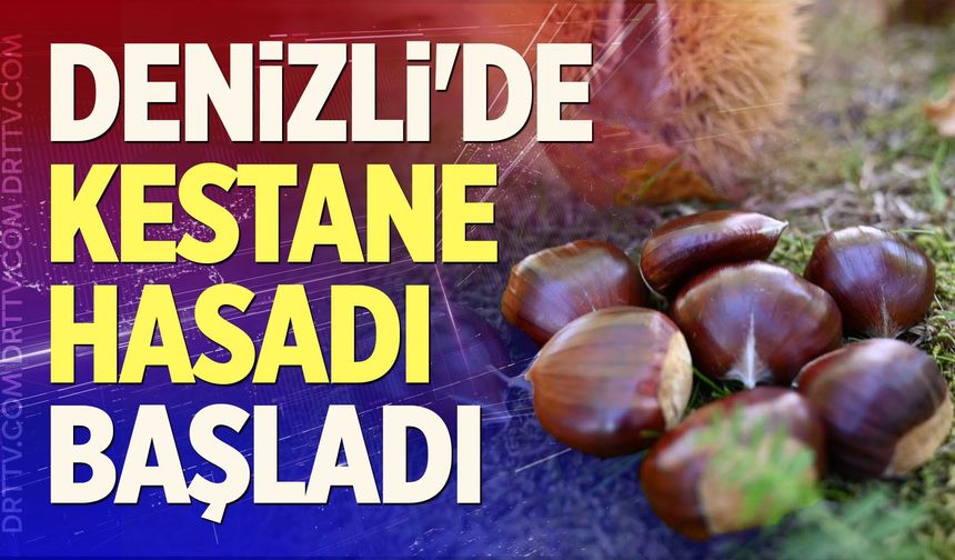 Denizli'de Kestane Hasadı Başladı