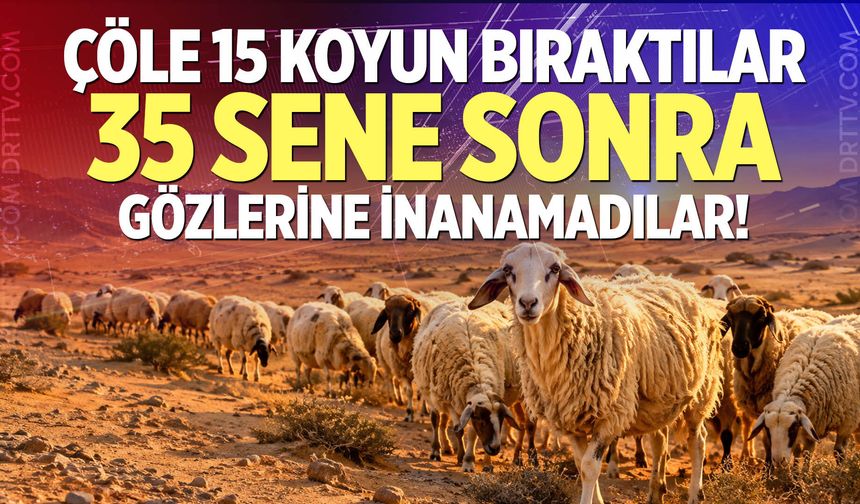 Çöle 15 koyun bıraktılar, 35 sene sonra gözlerine inanamadılar!