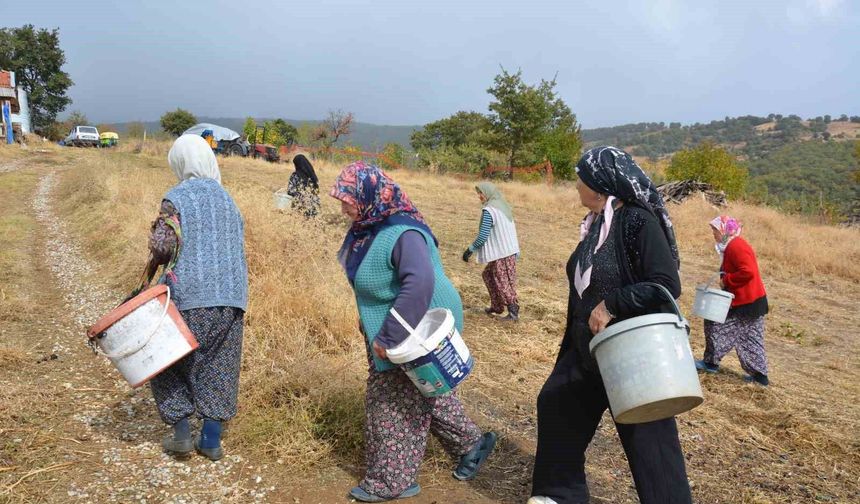 Manisa’da dağlardan toplayıp ilaç ve kozmetik devlerine satıyorlar