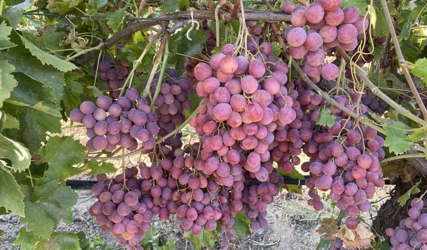 Manisa’nın iki üzümünün genetik şifresi çözüldü