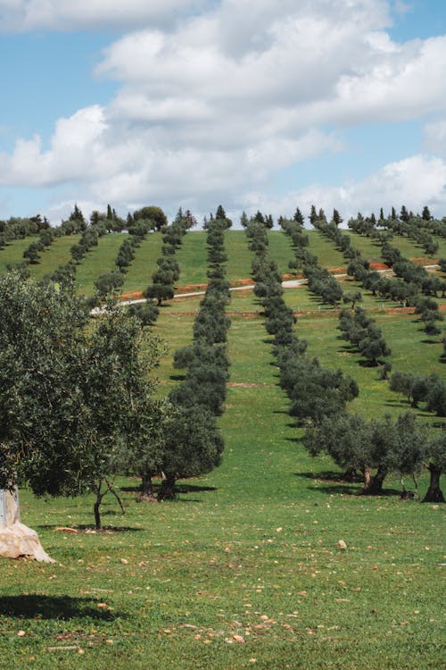 Free Photo Of Granada Nin Tepelerinde