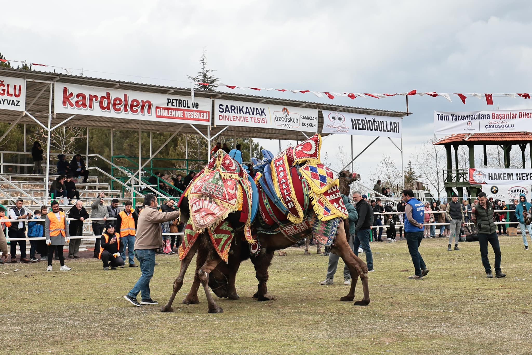 Deve Güreşi2