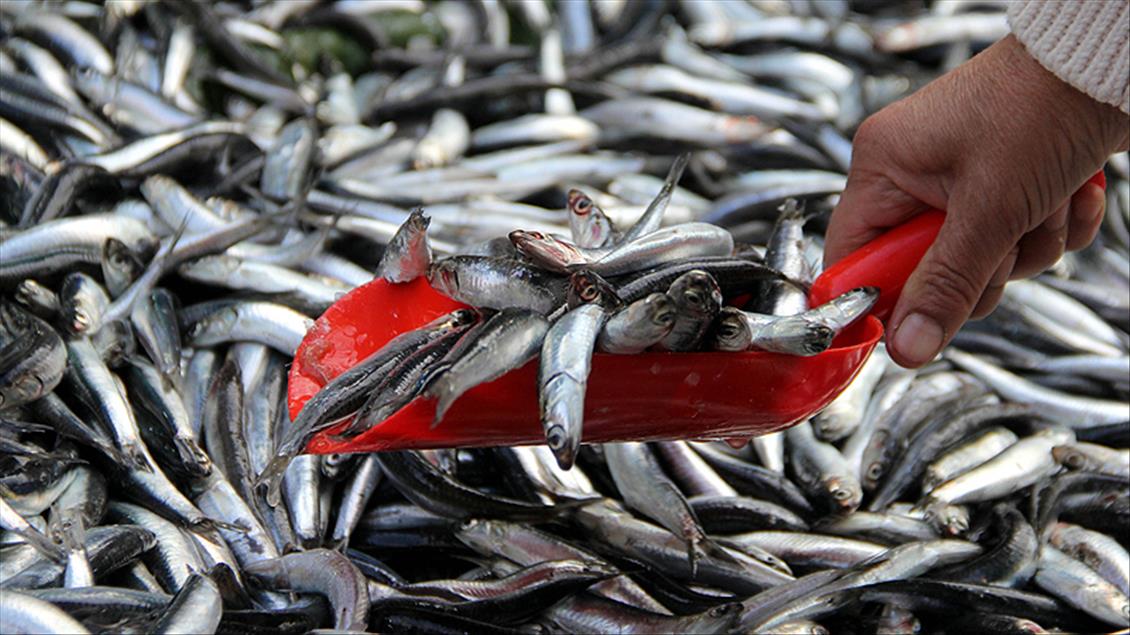 Denizli Haber Balık Ramazan (2)