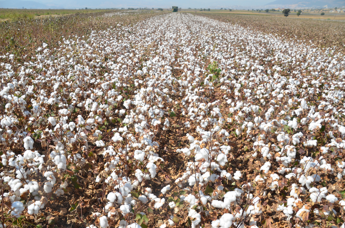 Denizli Haber Pamuk (2)