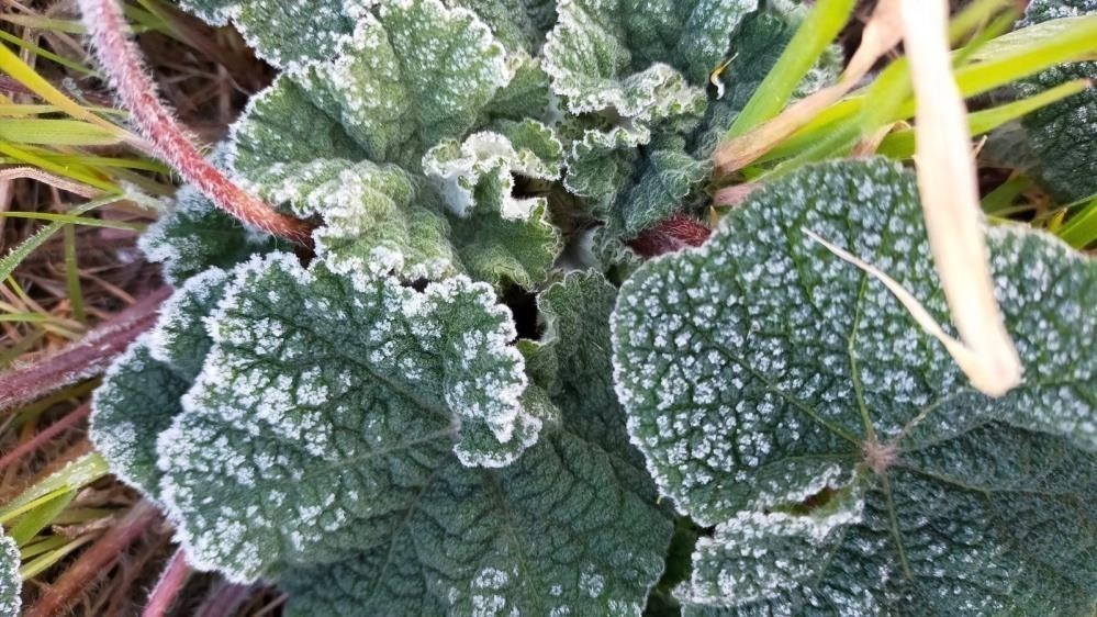 Denizli Haber Zirai Don-1