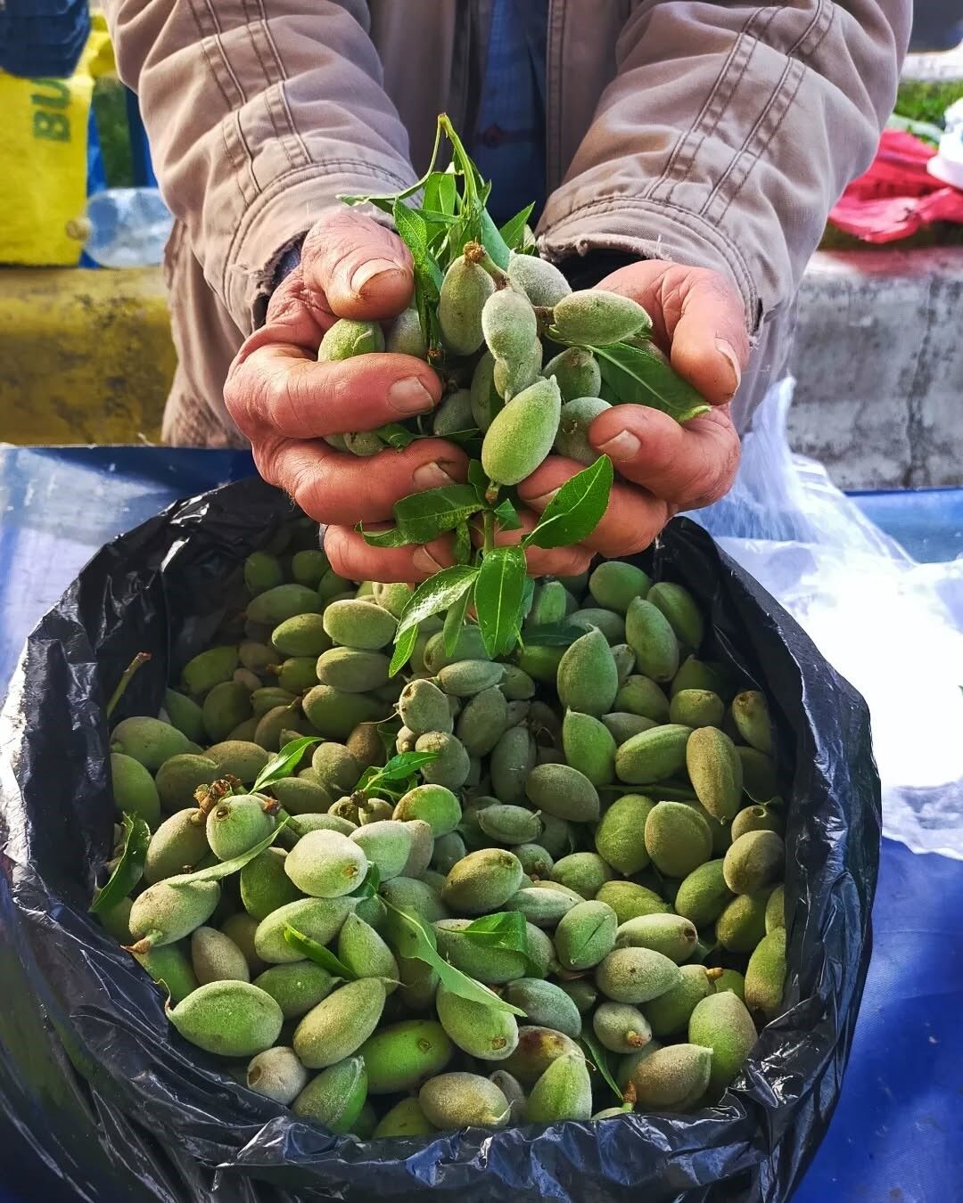 Denizli Haber Çağla (2)-1