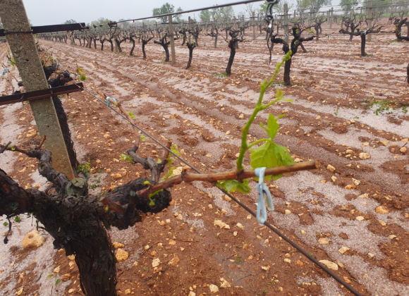 Denizli Haber Dolu Güney (1)