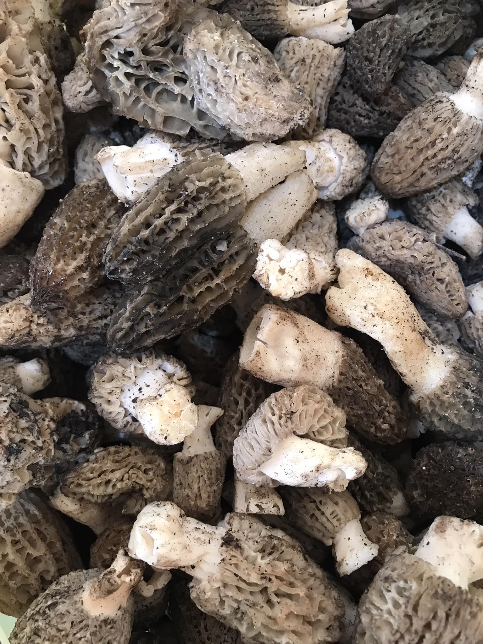 Denizli Haber Kuzu Göbeği Haberi (2)