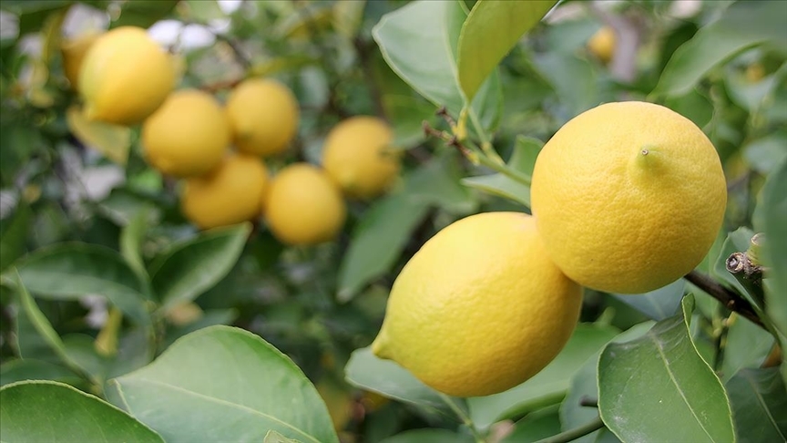 Denizli Haber Limon (2)
