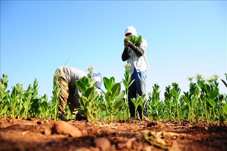 Denizli Haber Tütün-2