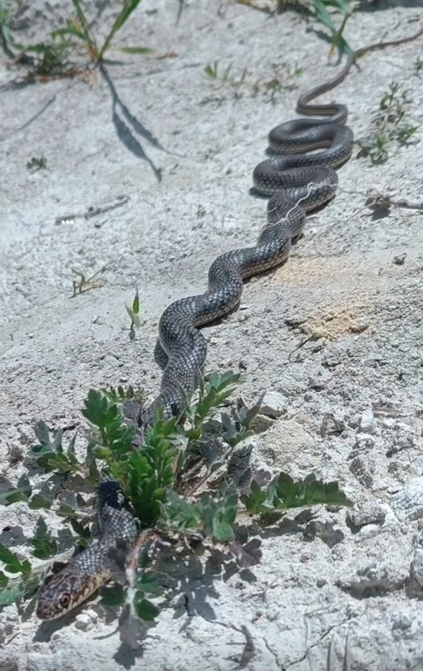 Denizli Haber Yılan Buldan (1)