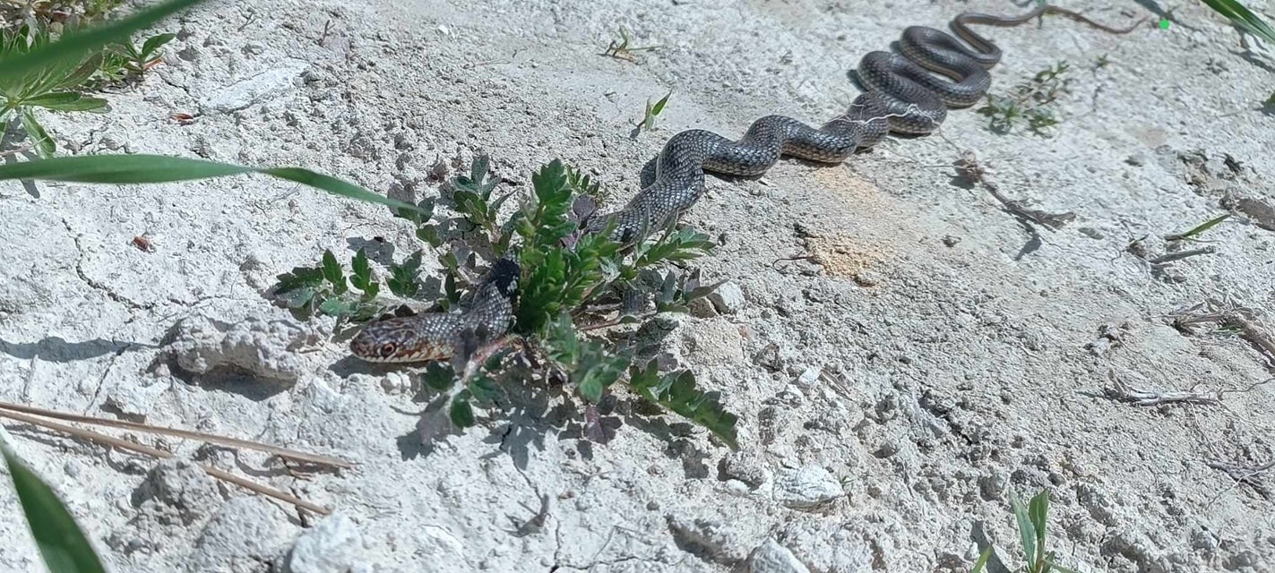 Denizli Haber Yılan Buldan (2)