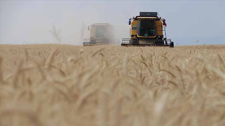 Denizli Haber Buğday Rekoltesinin Bu Yıl 19 Milyon Ton Civarında Olması Bekleniyor