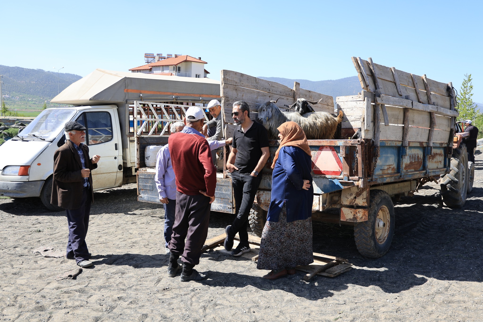 Denizli Haber Çameli Kurbanlık (3)