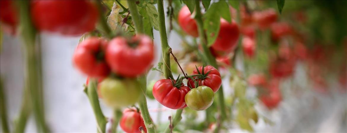 Denizli Haber Pestisit (1)-1