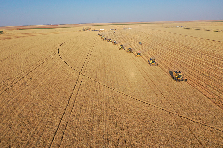 Denizli Ahber Buğday Hasat