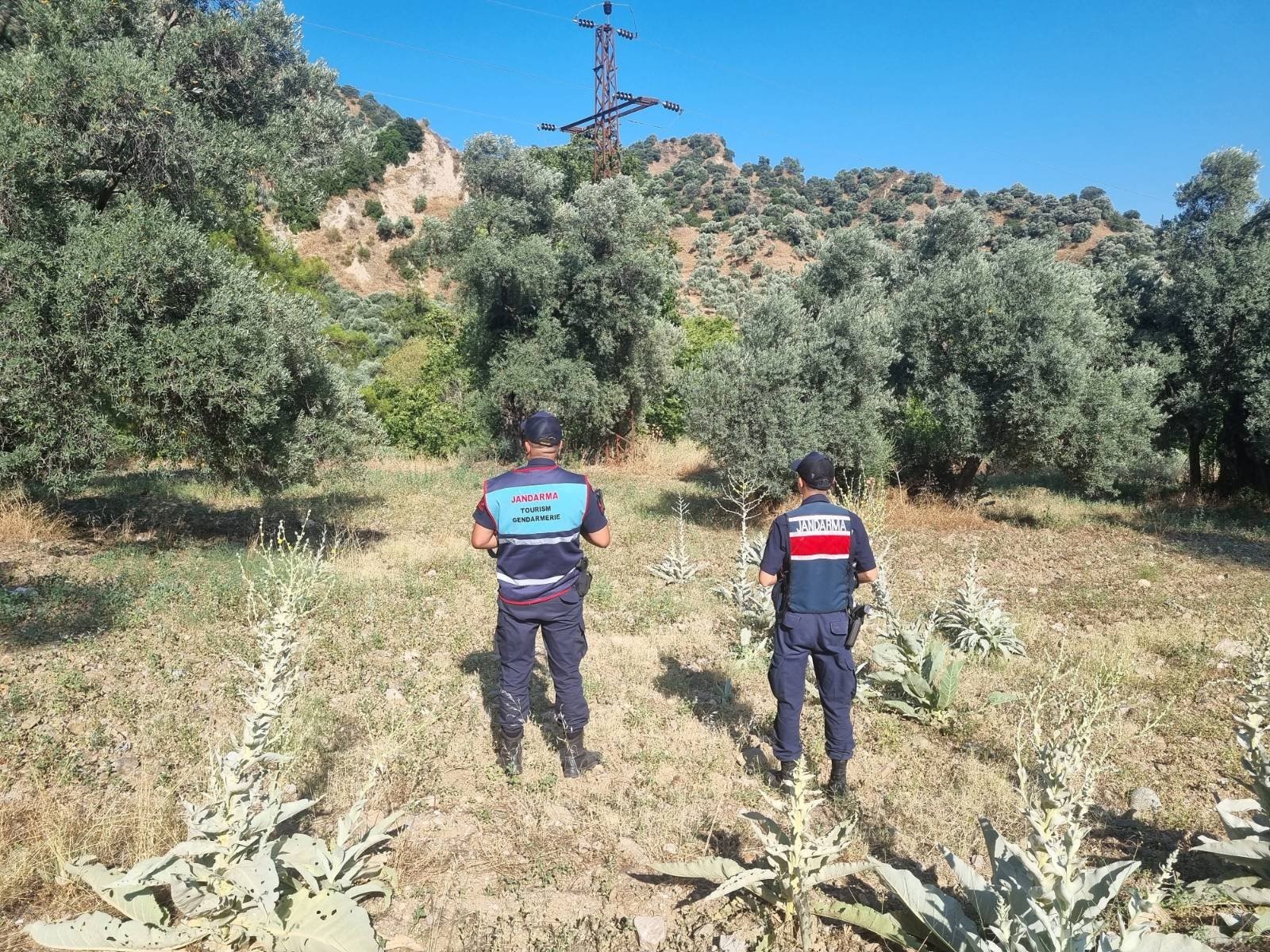 Denizli Habe Rormanlık Alan