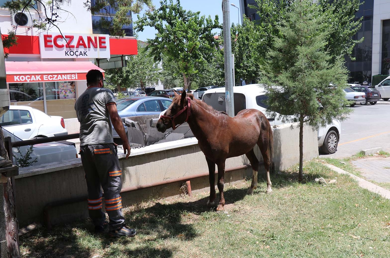Denizli Haber Ahırda At