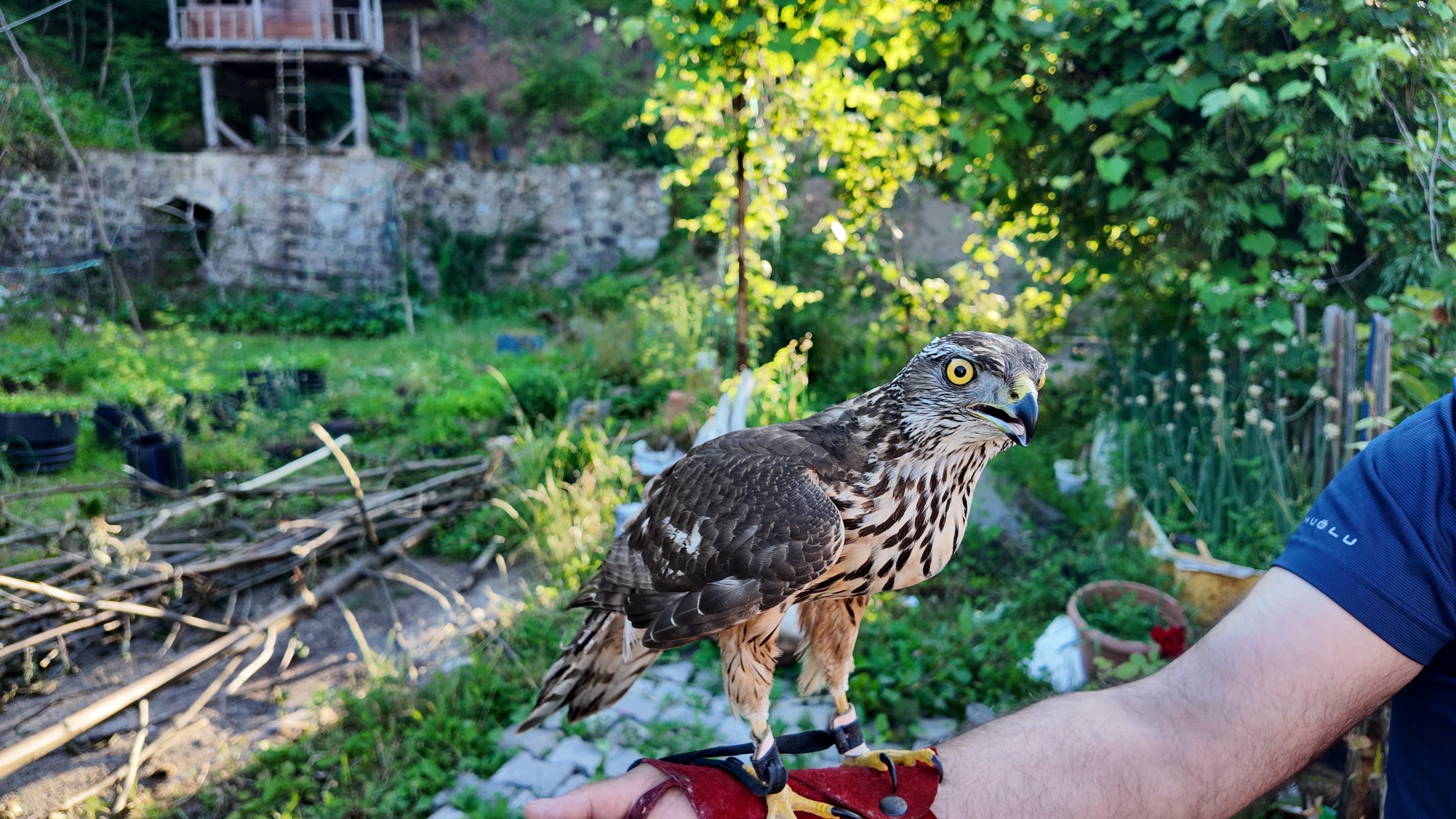 Denizli Haber Artvin (2)-1