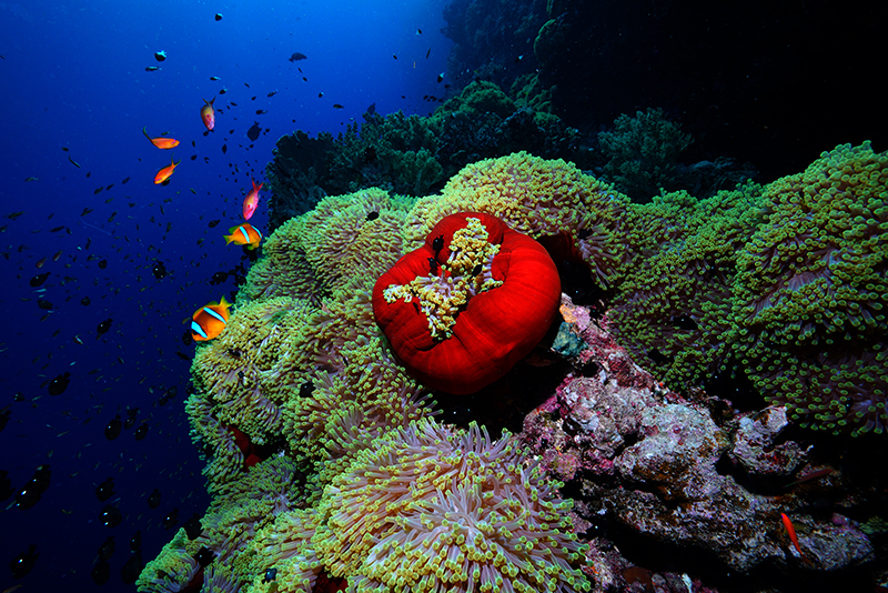 Denizli Haber Balık-2