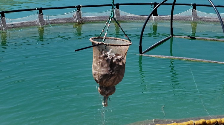 Denizli Haber Balık3