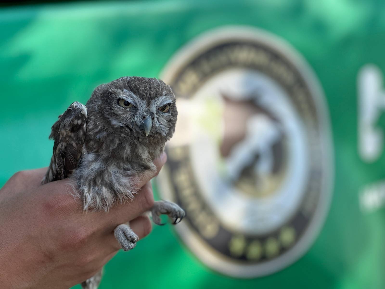 Denizli Haber Baykuş (2)