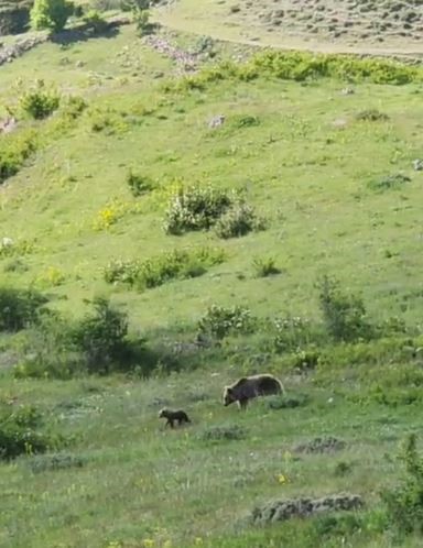 Denizli Haber Boz Ayı (2)