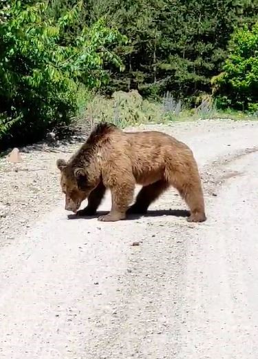 Denizli Haber Boz Ayı Görüldü