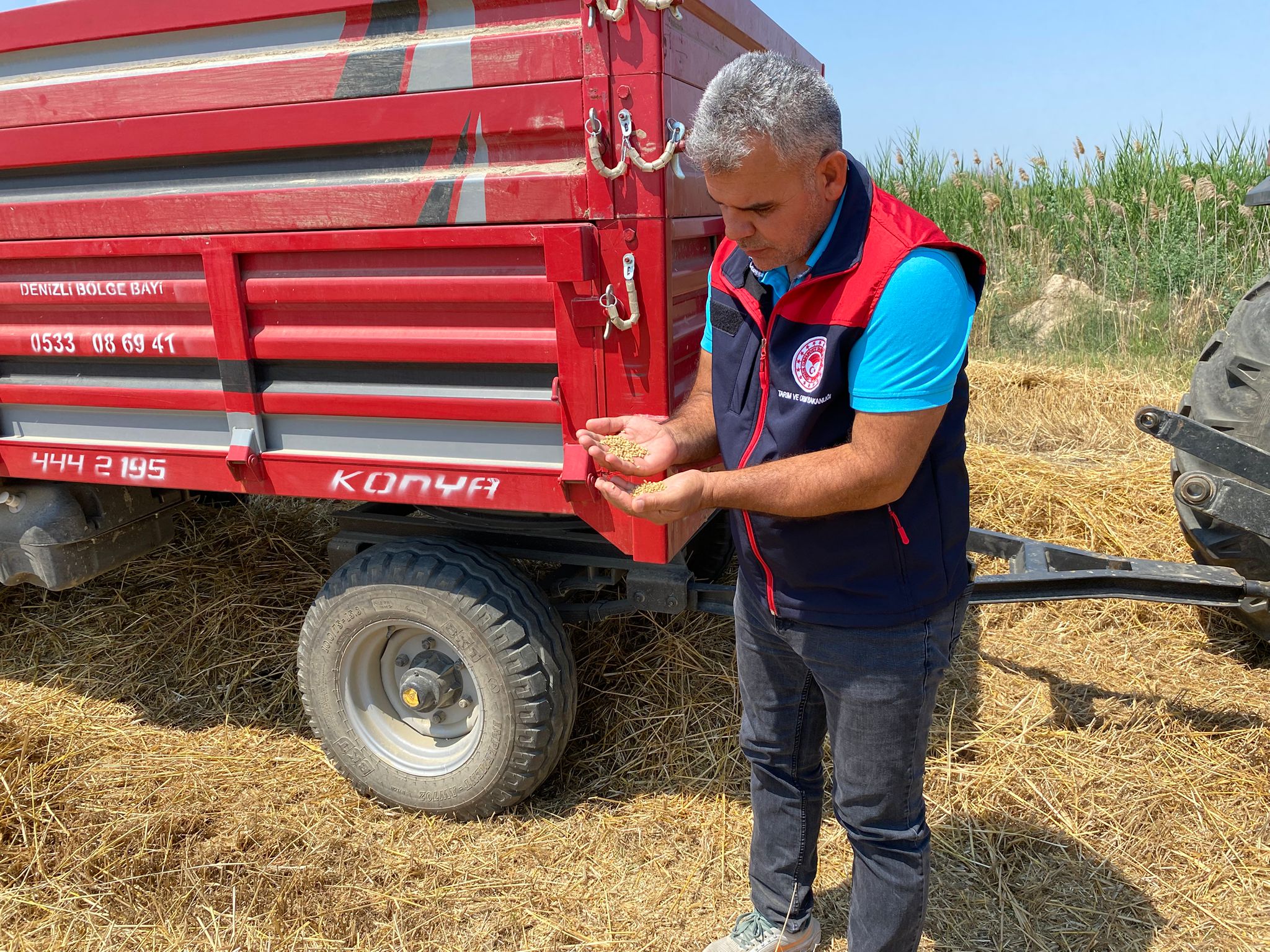 Denizli Haber Buğday (2)-1