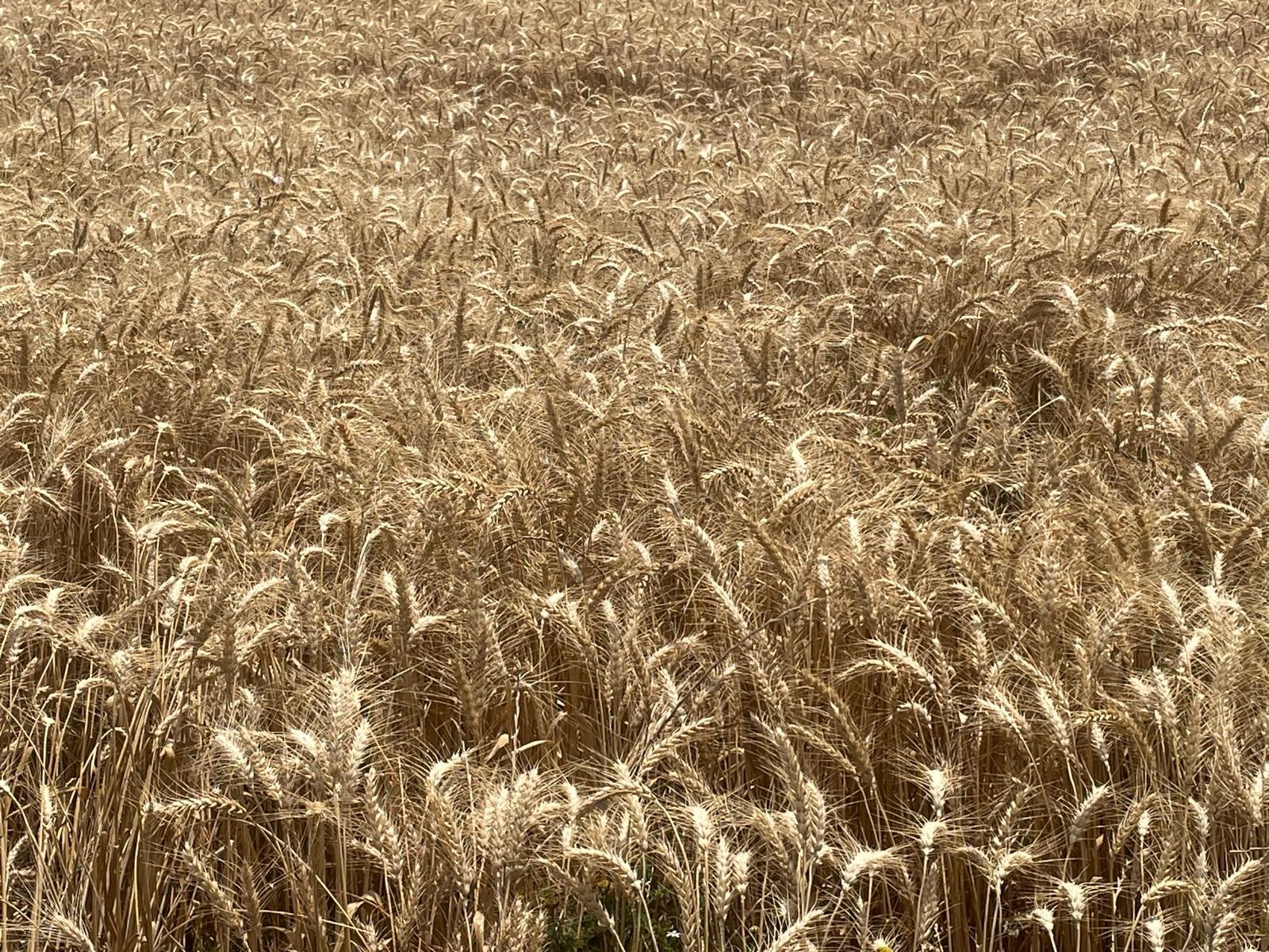 Denizli Haber Buğday (3)