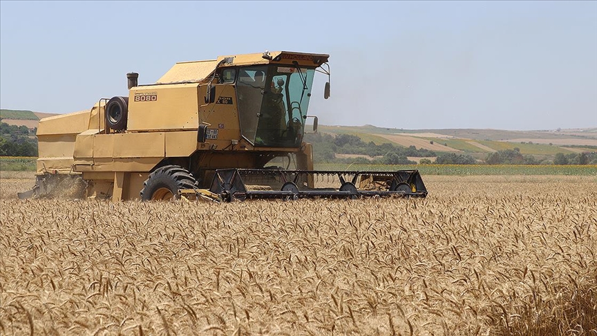 Denizli Haber Buğday Hasat Tavas (2)