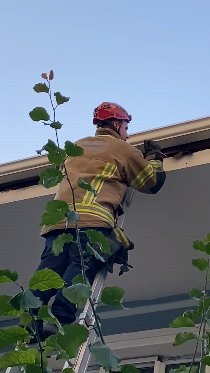 Denizli Haber Çatı Kuş (1)