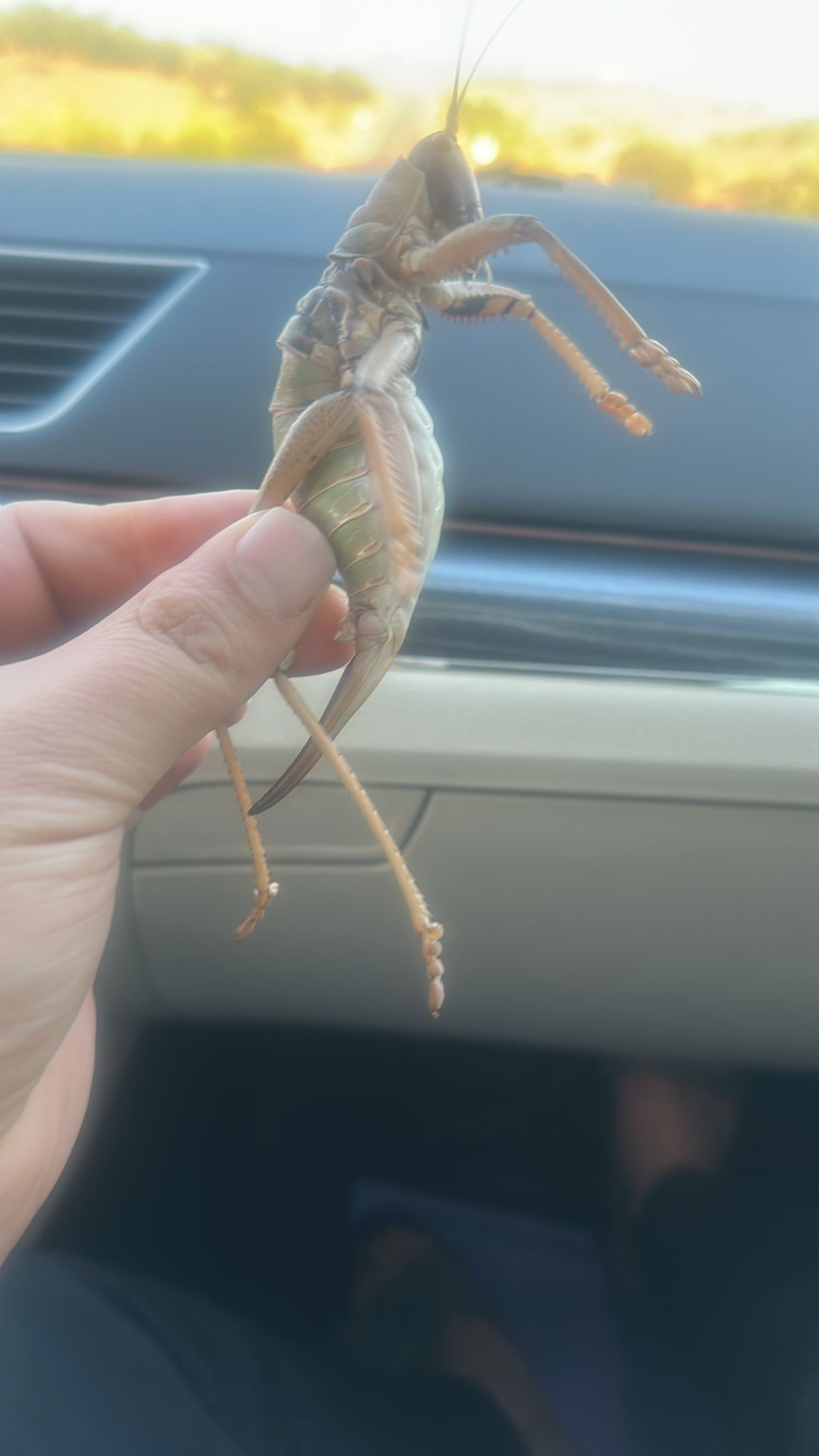 Denizli Haber Çekirge (2)